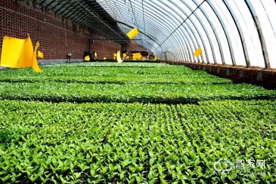 大德中电智慧农业服务方案--创新传统温室大棚管理方式